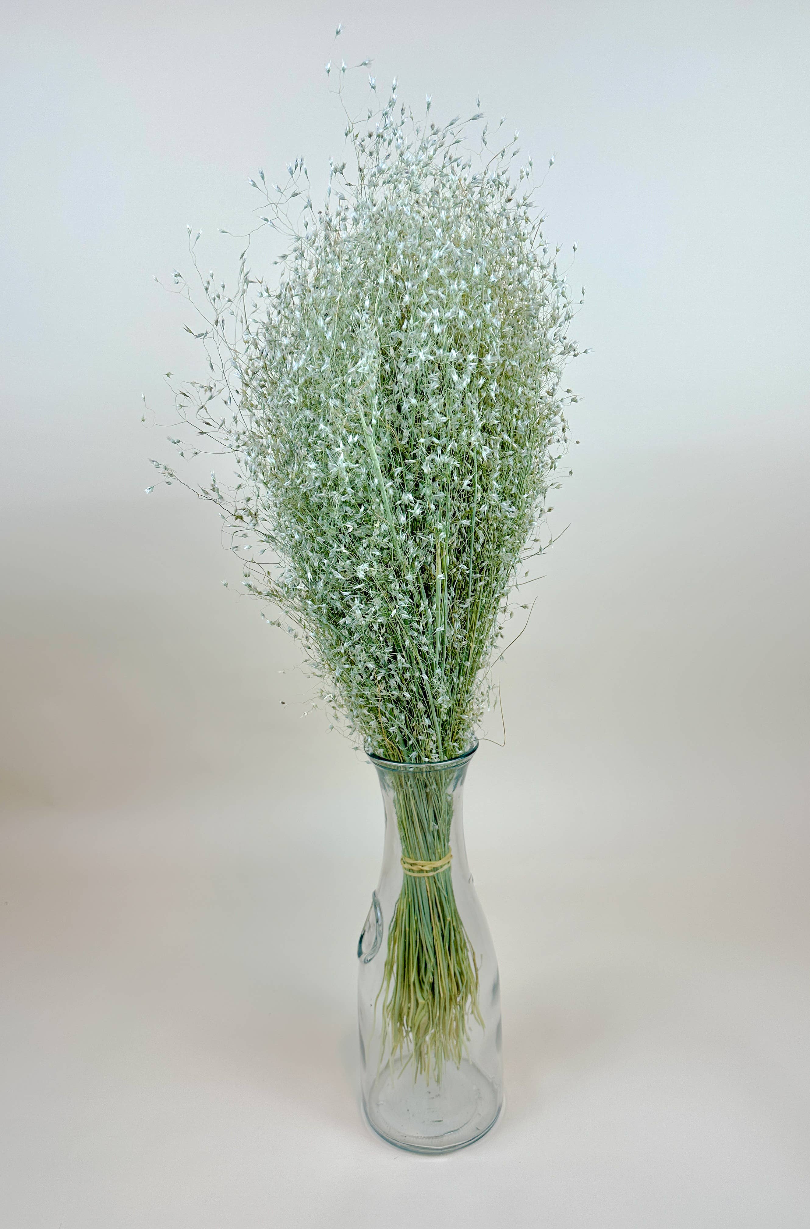 Indian Rice Grass