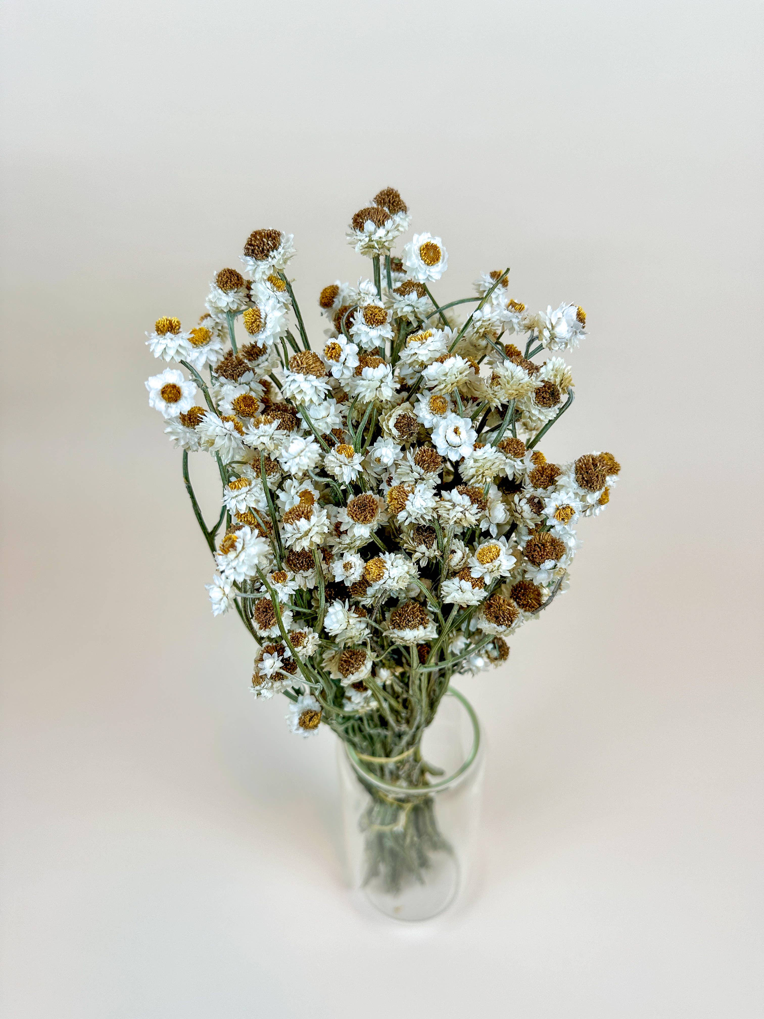 Ammobium Dried Flowers