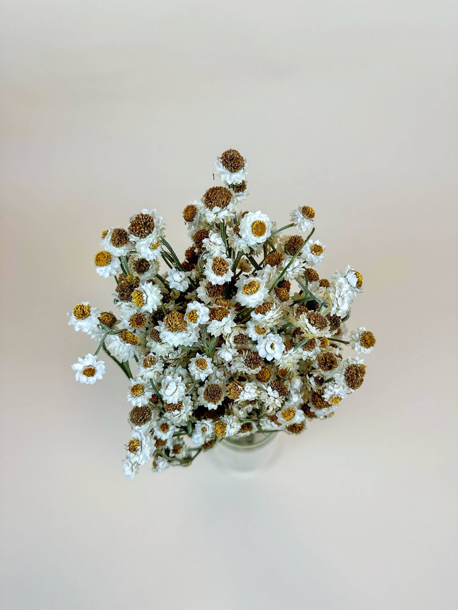 Ammobium Dried Flowers