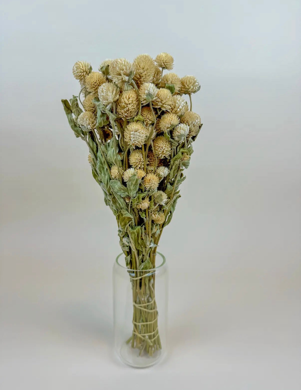 Dried Honey Globe Amaranth