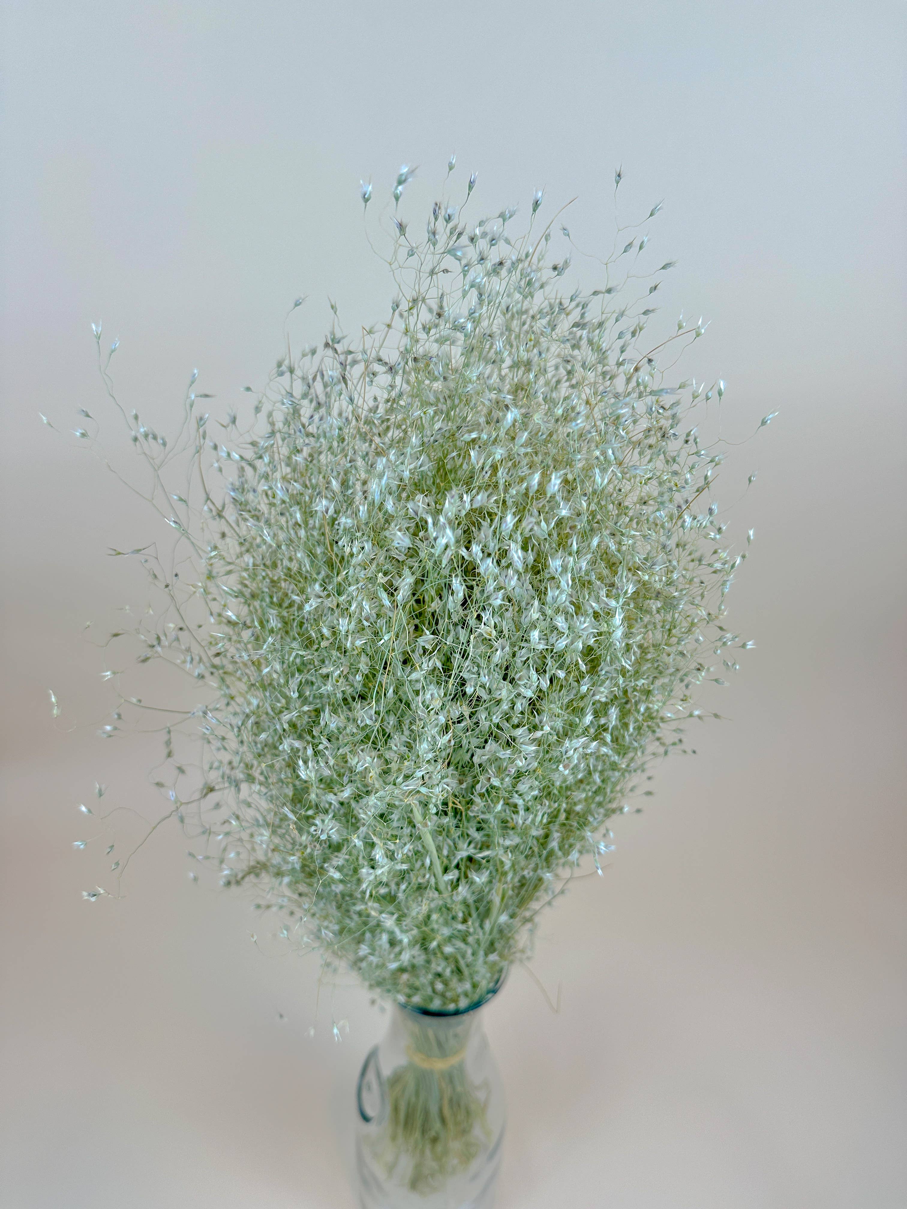 Indian Rice Grass