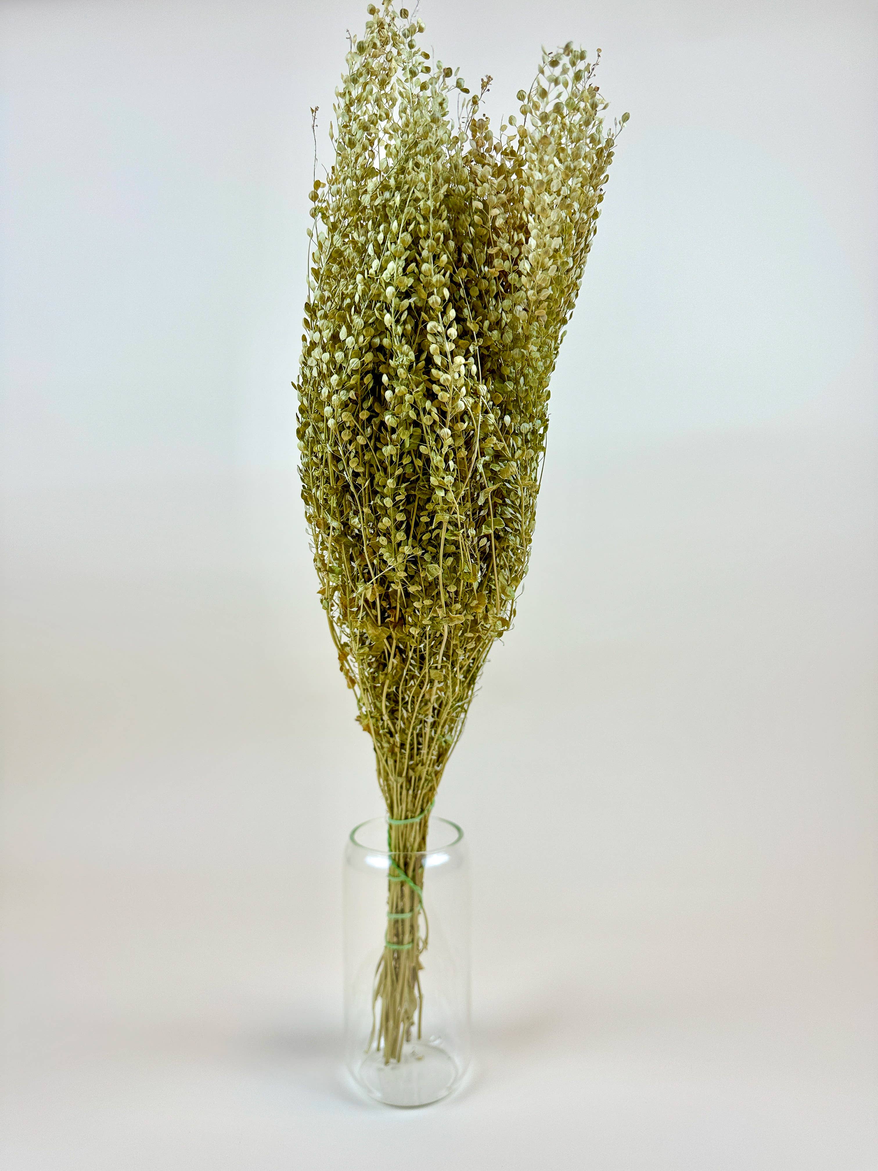 Lepidium (Pepper Grass)