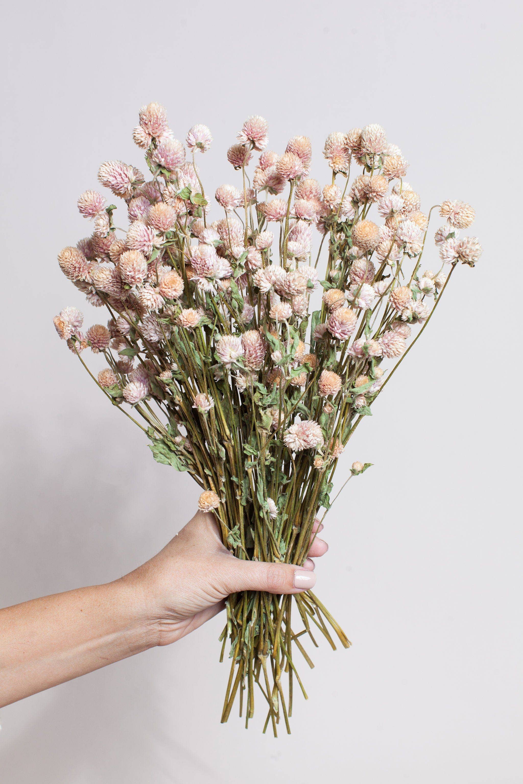Dried Blush Globe Amaranth