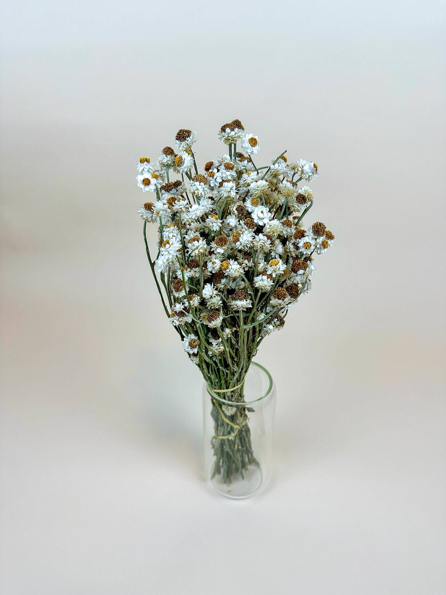 Ammobium Dried Flowers
