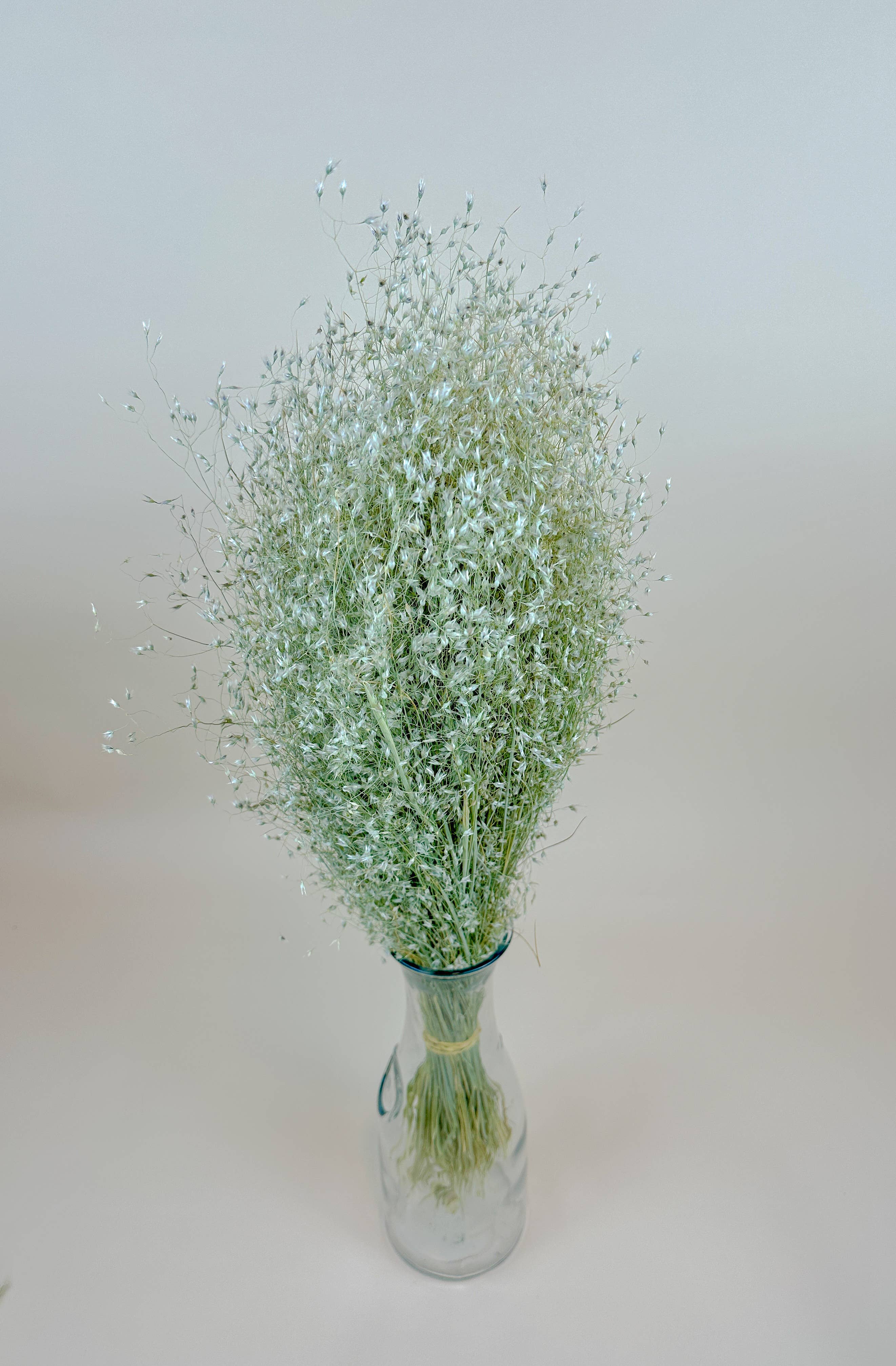 Indian Rice Grass