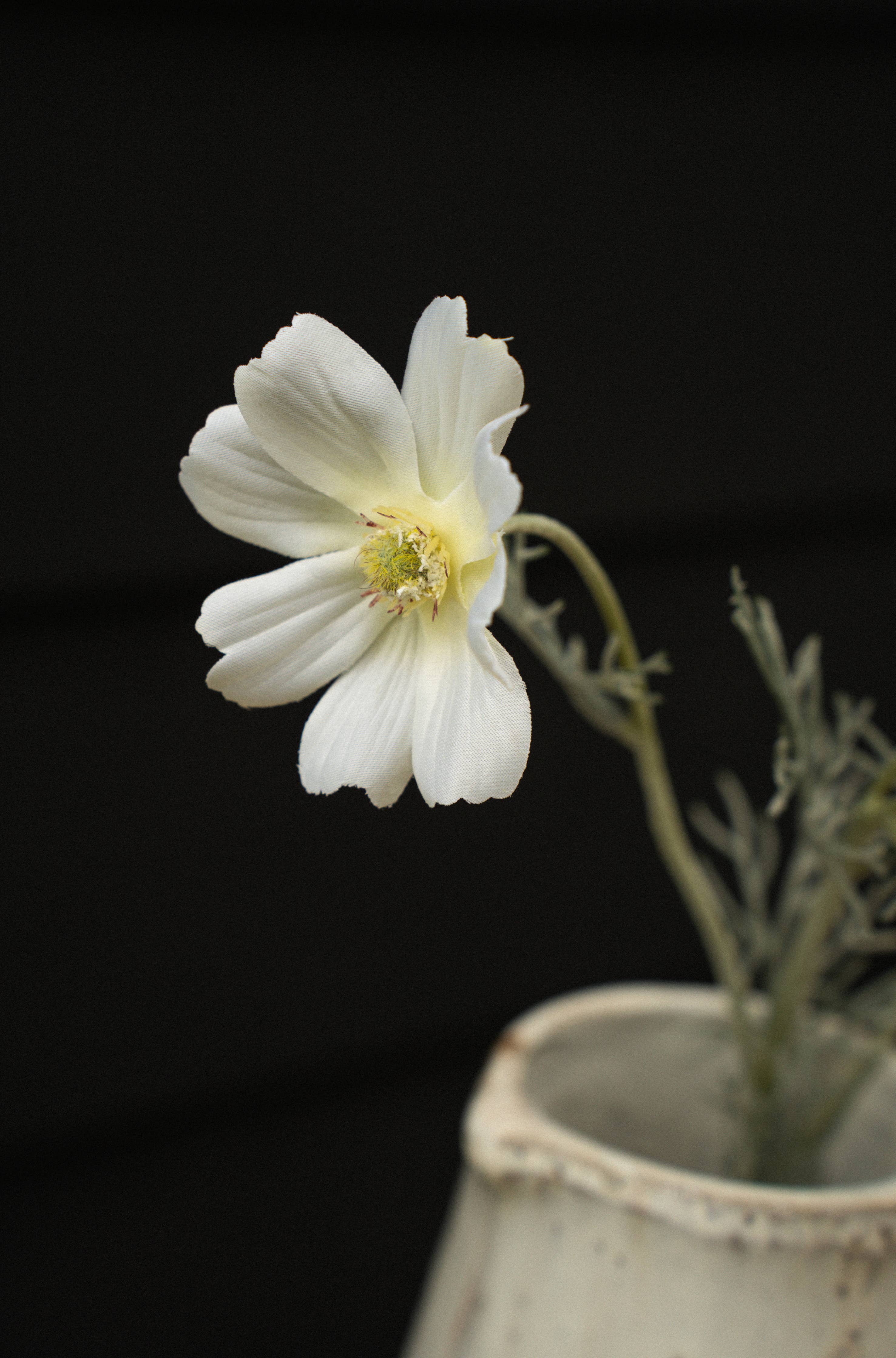 White Cosmos