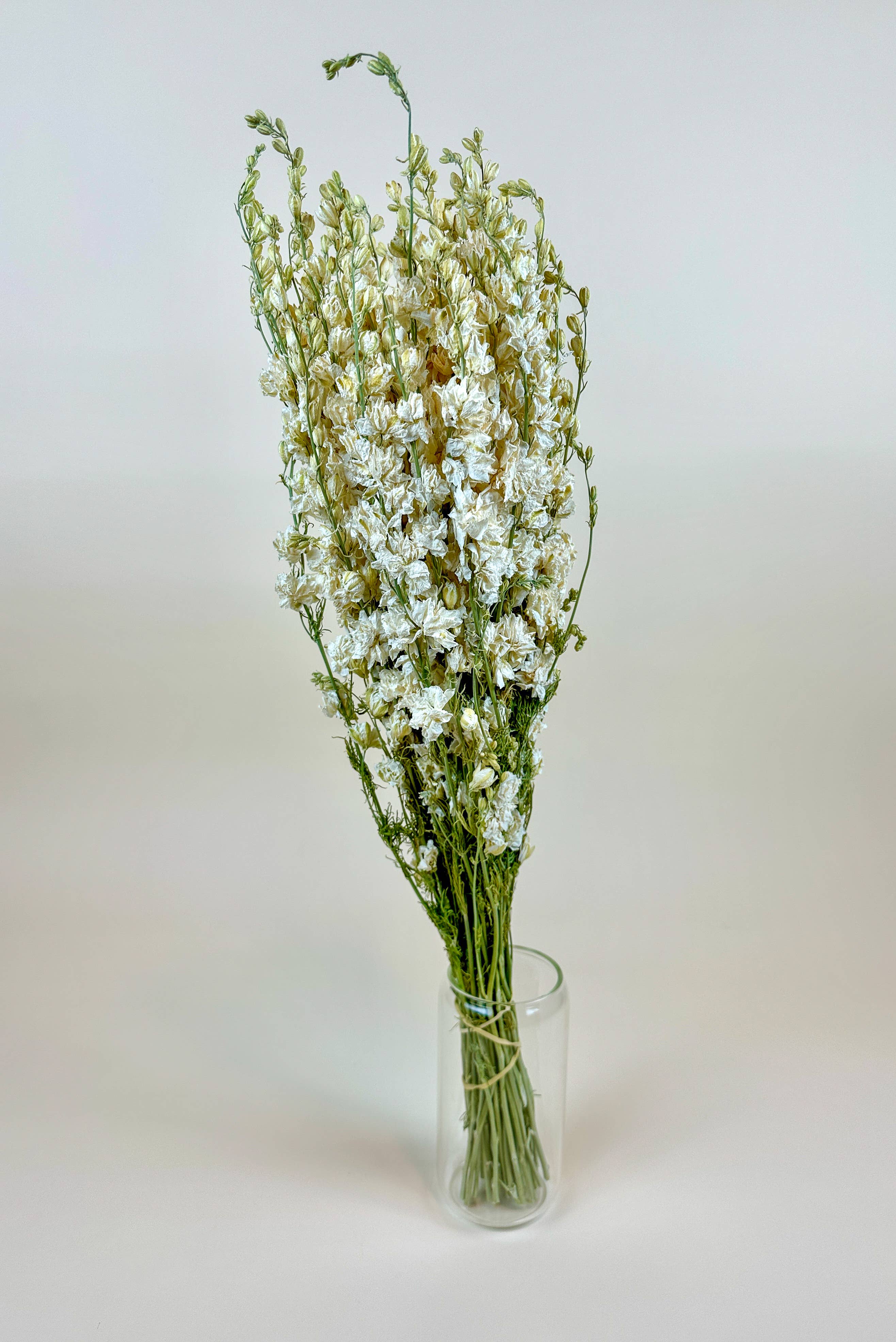 Larkspur White Imperial Double Bloom