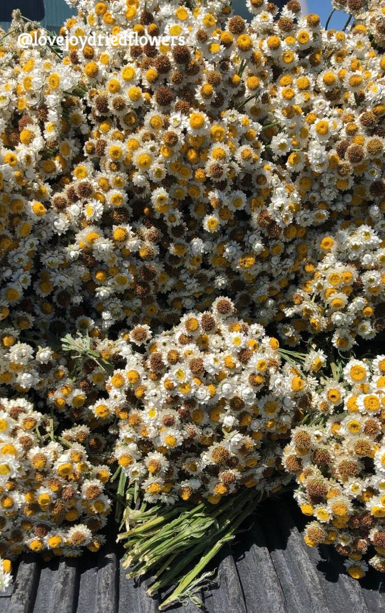 Ammobium Dried Flowers