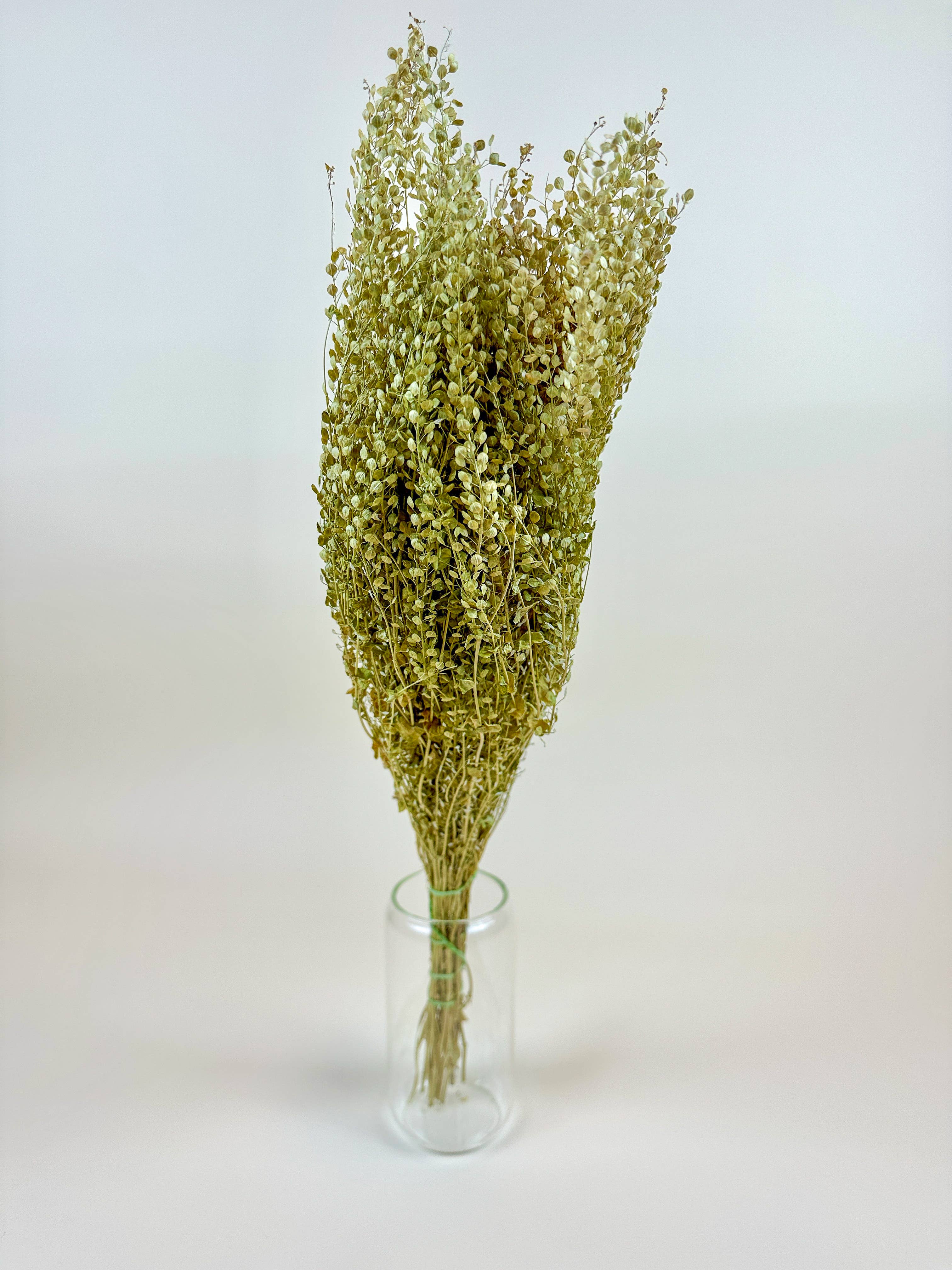 Lepidium (Pepper Grass)