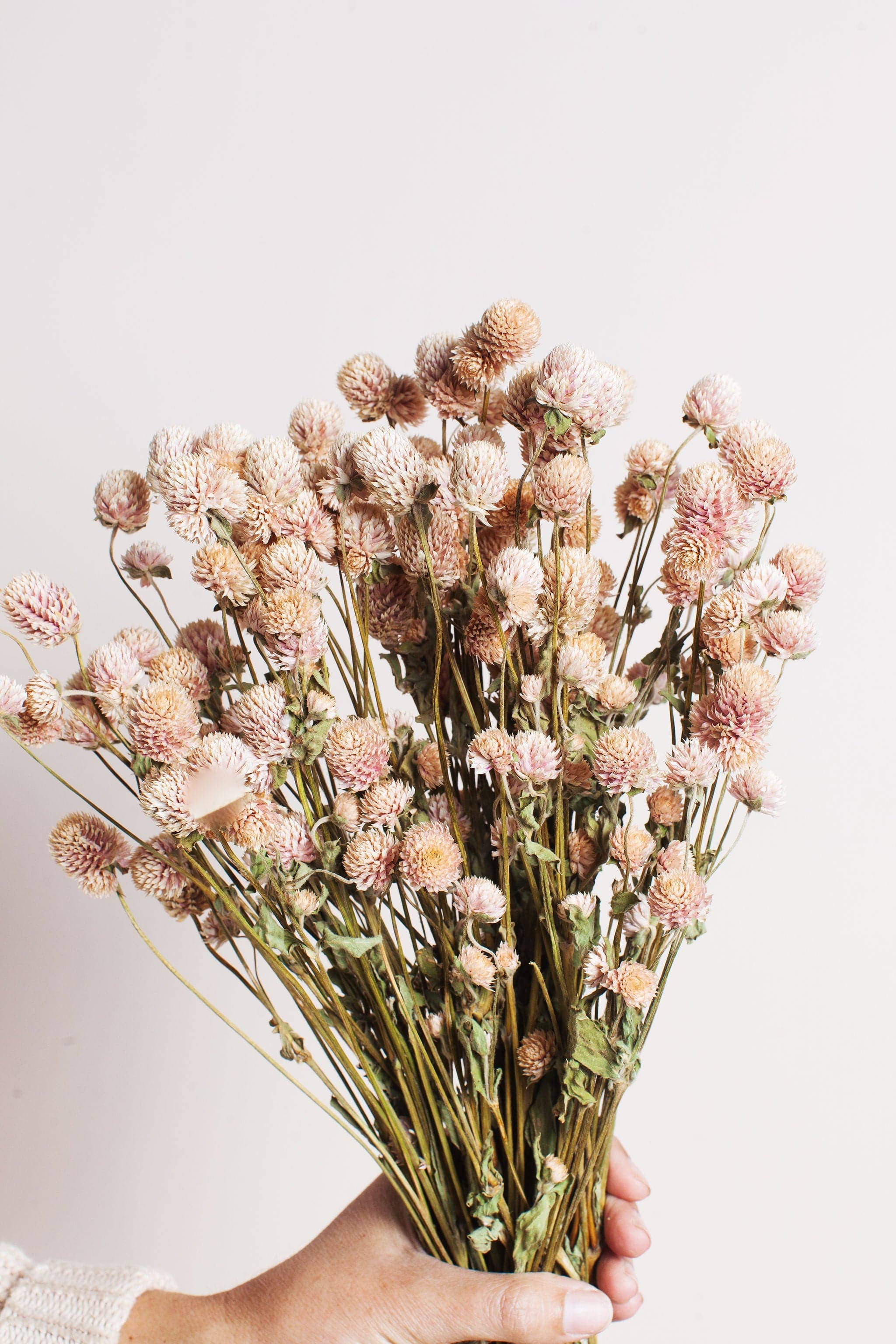 Dried Blush Globe Amaranth