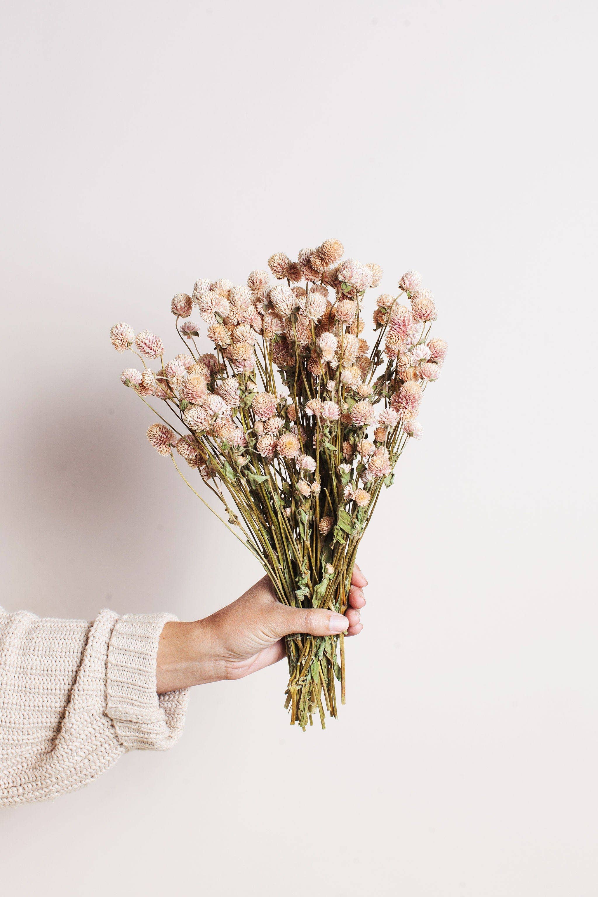 Dried Blush Globe Amaranth