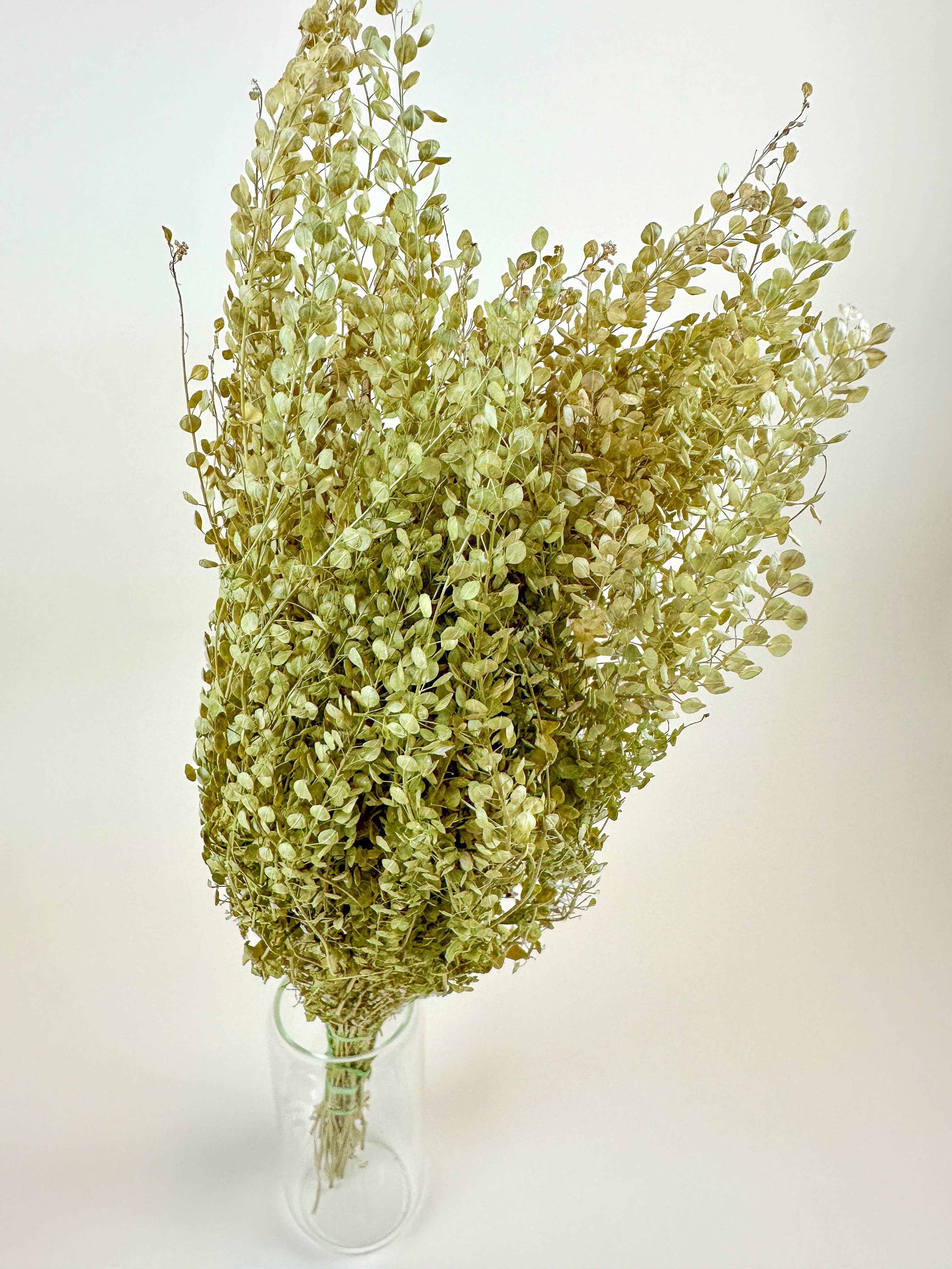 Lepidium (Pepper Grass)