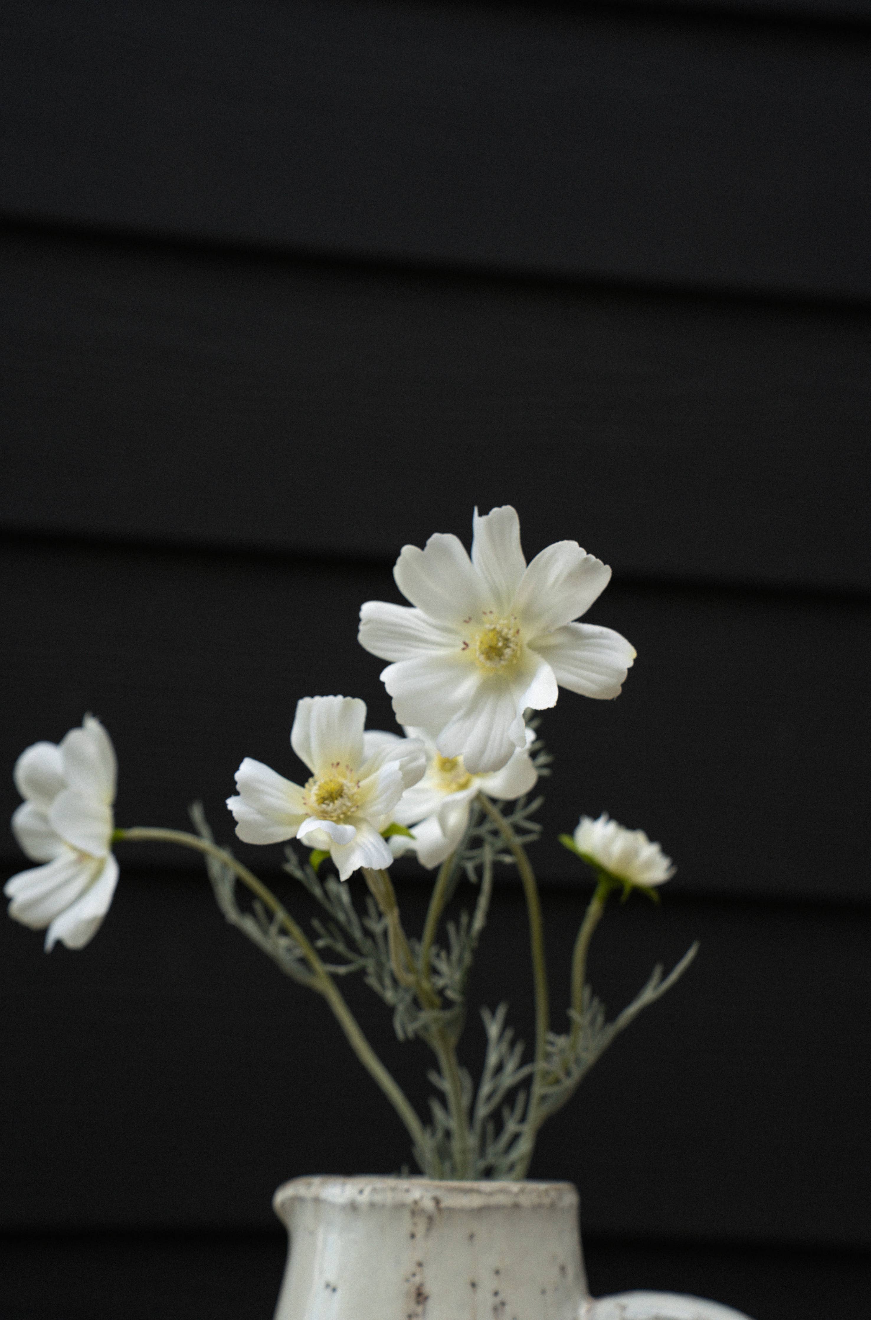 White Cosmos