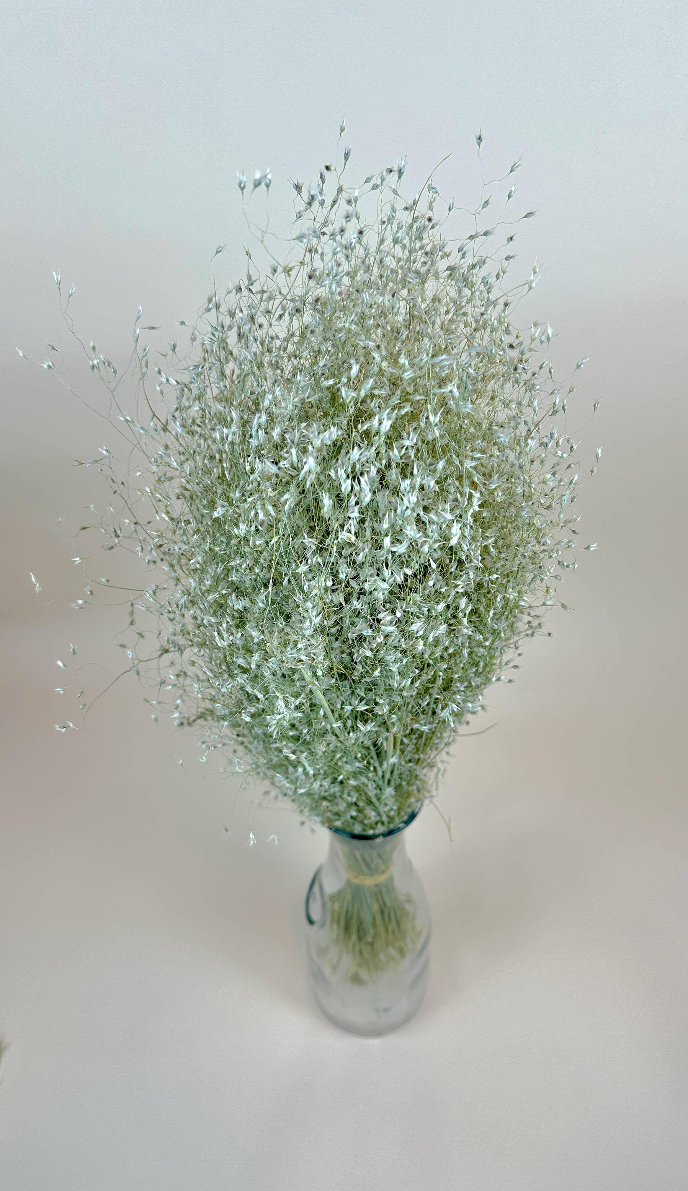 Indian Rice Grass