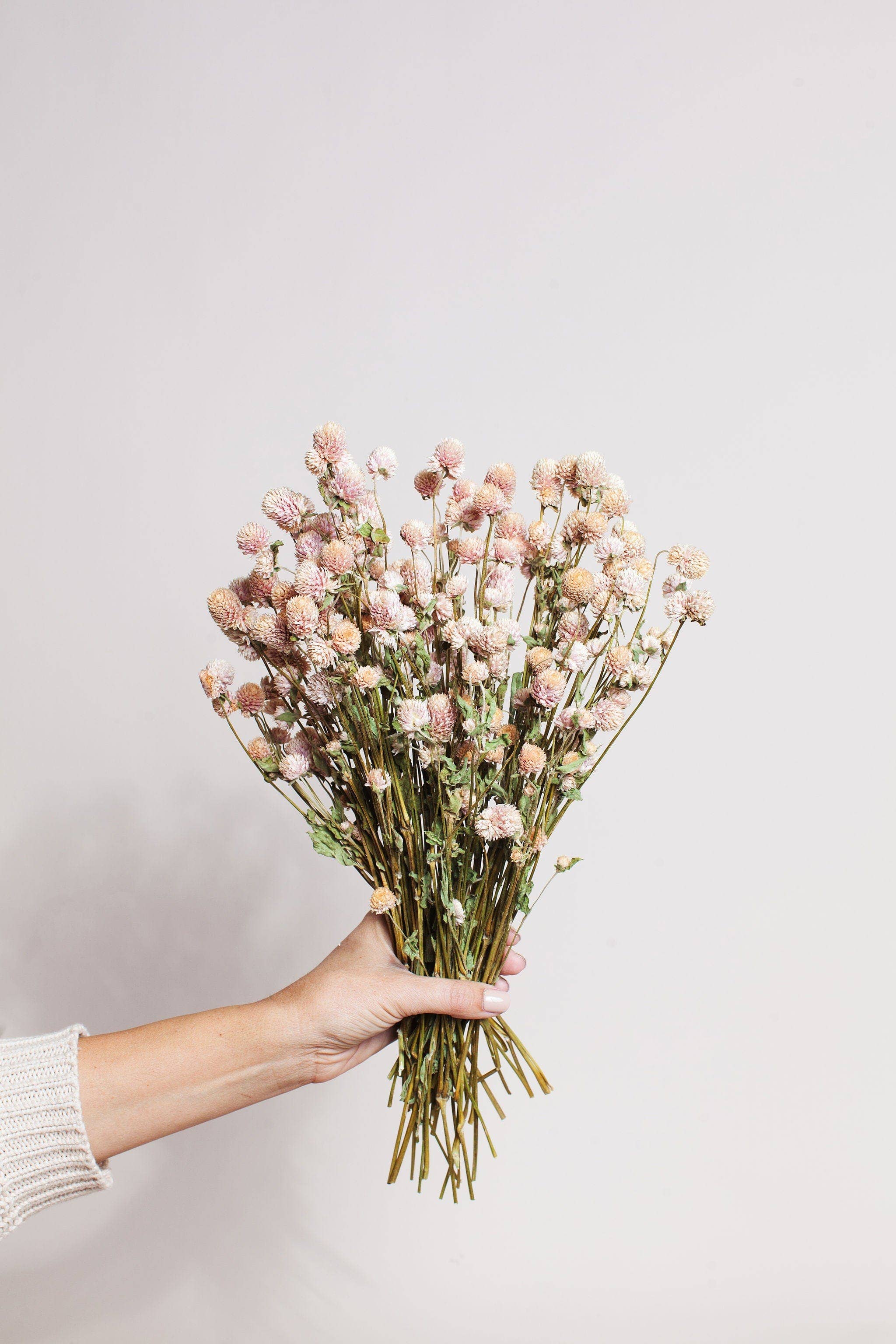 Dried Blush Globe Amaranth