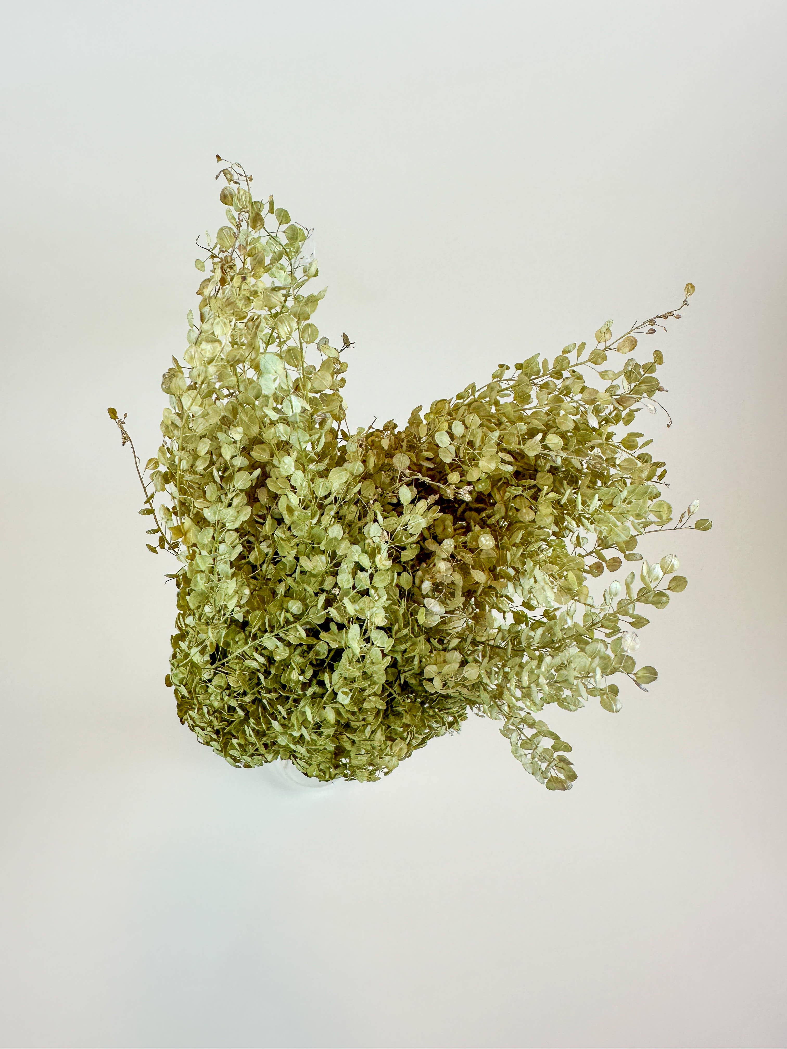 Lepidium (Pepper Grass)